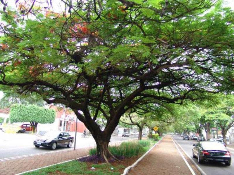 Arborização: ideal para amenizar o tempo seco